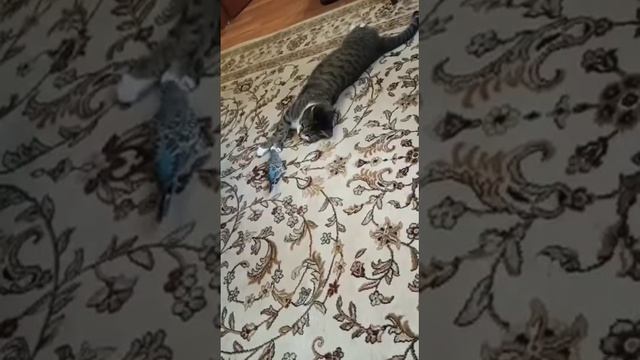 Дружба Кеши и Маришки🦜❤🐈⬛ смотреть онлайн