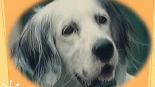 Человек собаке друг! смотреть онлайн