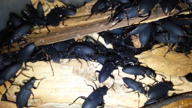 Зофобас (zophobas morio). Superworms. (08.01.2017) смотреть онлайн