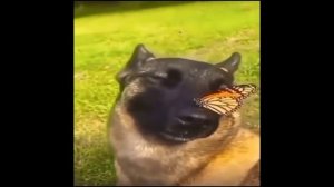 собака с бабочкой на носу 1 час