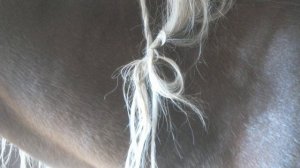 Кто или что заплетает косички лошадям по ночам?