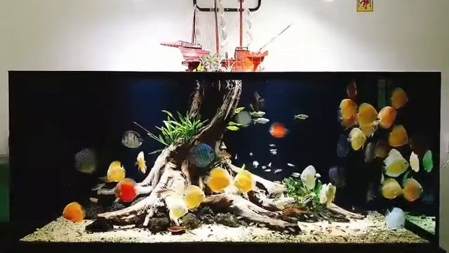 Аквариум с дискусами от Trung Thái смотреть онлайн