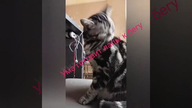 Какая скорость Умы?🤔/ (Первое видео на You Tube). #ума #кошка #🤔 #скорость #интересно #fy смотреть онлайн