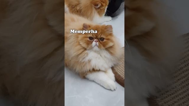 Apasih Ultima Balanced dan Magic White Herbs itu? YUK Kita Kepoin... смотреть онлайн