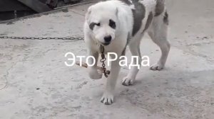 🐩🐕Собака бывает кусачей ...