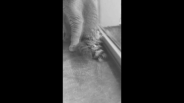 Самый жестокий КОТ-СКОТ! смотреть онлайн