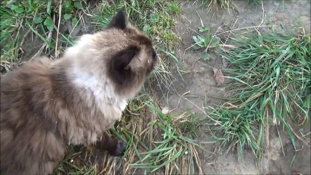 фильм йо кот 3 смотреть онлайн