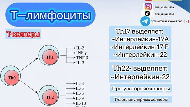 Лейкоциты. Лейкоцитарная формула. смотреть онлайн