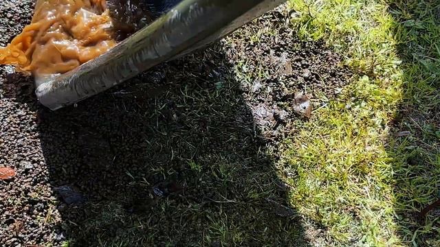 2年経過したメダカのビオトープをリニューアル｜メダカ｜Biotope｜killifish｜vlog смотреть онлайн