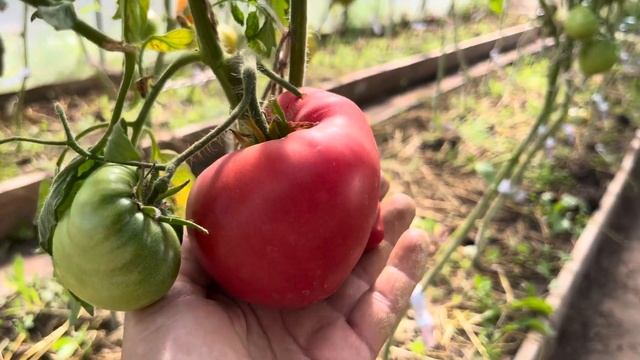 Обзор томатов по сортам сезон 2024. Часть N3