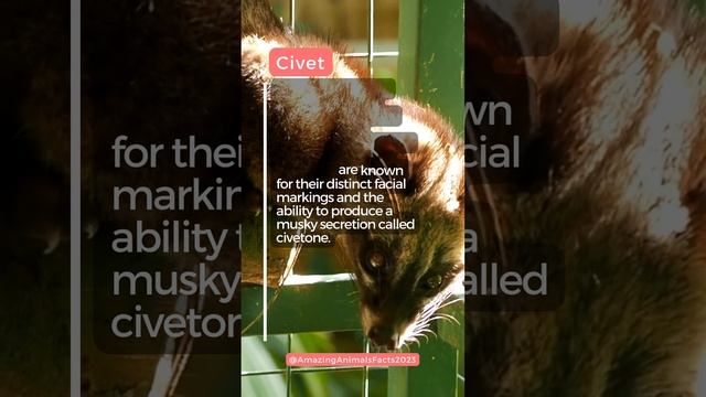 Civet Facts смотреть онлайн