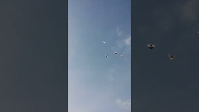 с Круглое полет голуби курские колесниченко г г смотреть онлайн