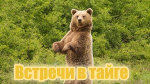 Встречи в тайге
