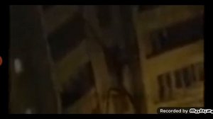 Палочник буратино