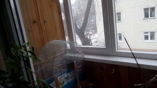 Весна. Самочки просятся на гнездо. смотреть онлайн