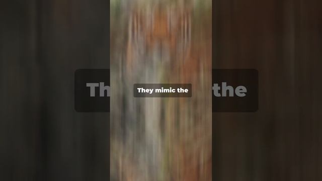 The secret behind tigers orange color. смотреть онлайн