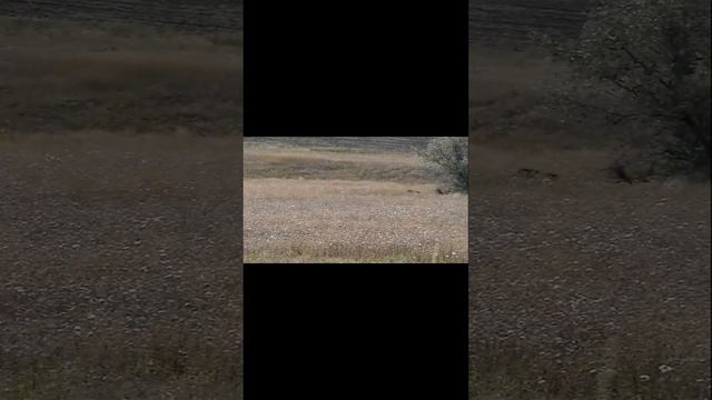Дрессировка собак. Испытания континентальных легавых HZP. Волок зайца.