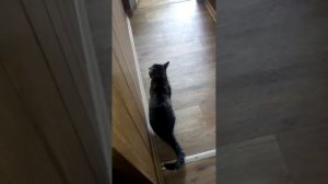 Котэ блюет