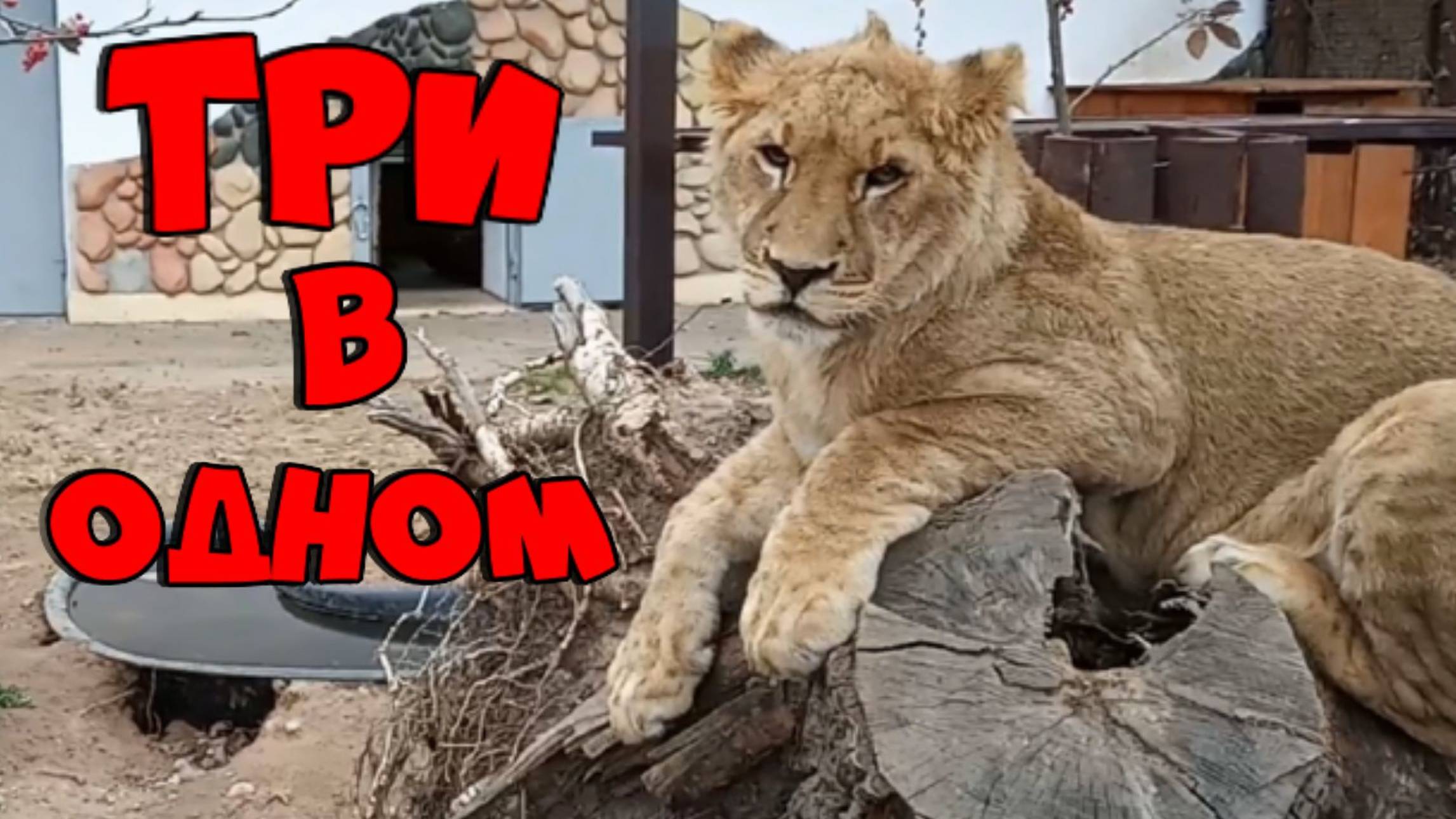 Любимец миллионов ШЕРХАН, грозный леопард ПОРШ и грациозная тигрица СИМОЧКА из Тайгана. (4 выпуск) смотреть онлайн