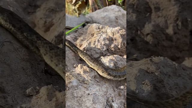 Big Snak