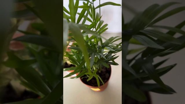 Сингониум Неон Робуста и другие, покупка, комнатные растения смотреть онлайн