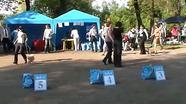 Выставка собак. Бэст ин Шоу. Луганск. Стадион Ленина. 2010.05.09, 16:10:08 смотреть онлайн