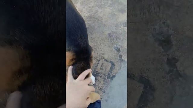 Кусачая сабака смотреть онлайн