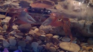 Содержание и кормление радужного краба. Коротко об основном.