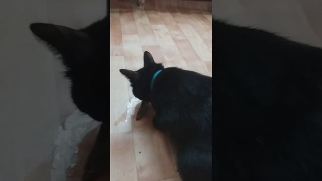 Абиссинская кошка Шуша развлекается с рыбкой мойвой)! подкидывает ее, ловит и съедает за минуту) смотреть онлайн