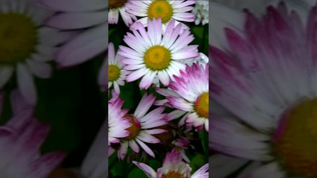 Маргаритка - веночек девичий. Дмитрий Шлапак смотреть онлайн