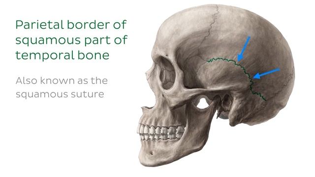 Temporal bone: landmarks and articulations (preview) - Human Anatomy | Kenhub смотреть онлайн
