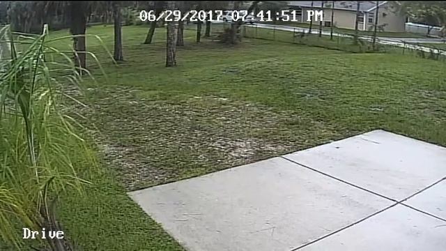 Florida Panther In My Yard! смотреть онлайн