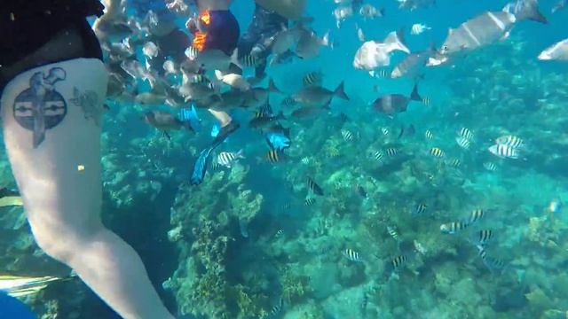 Snorkeling - Cuba смотреть онлайн