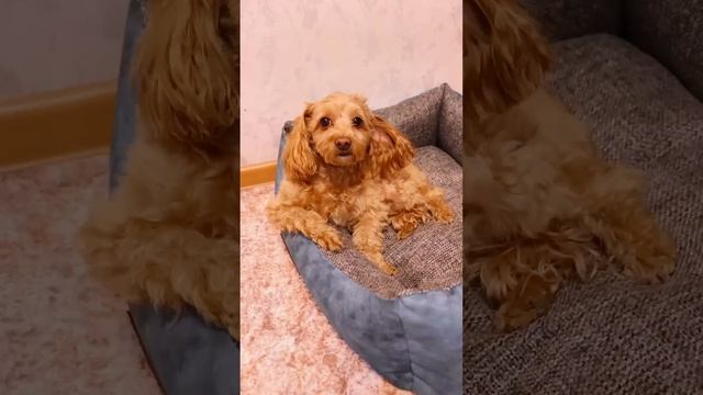 ПОДАРОК ДЛЯ НЮШИ #cat смотреть онлайн