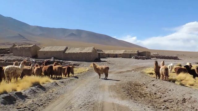 Фотоохота на альпак