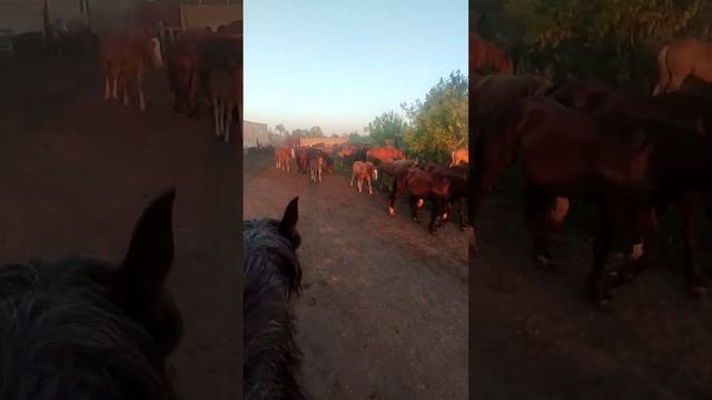 #лошади#horses смотреть онлайн