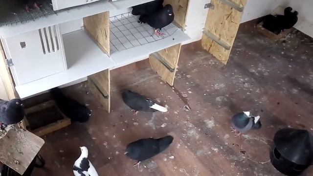 Мои голуби смотреть онлайн