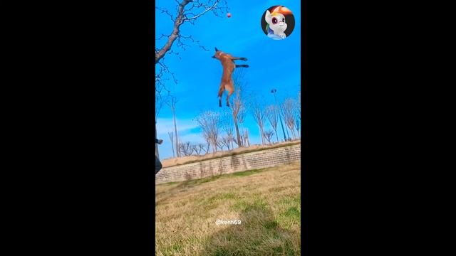 Ми ми ми Милые Животне / Видео Подборка 2021 Милых, Пушистых и Смешных Животных / Милота смотреть онлайн