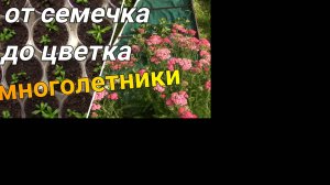 МНОГОЛЕТНИЕ ЦВЕТЫ  -семенами. Что получилось?