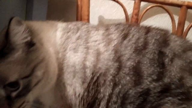 Белка и шапка смотреть онлайн