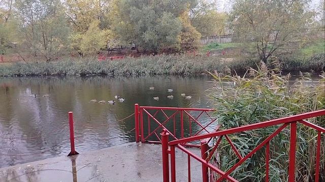 01.10.2024 года. Китайский парк города Твери глазами деревенской бабушки. пасмурный день .Прогулка. смотреть онлайн