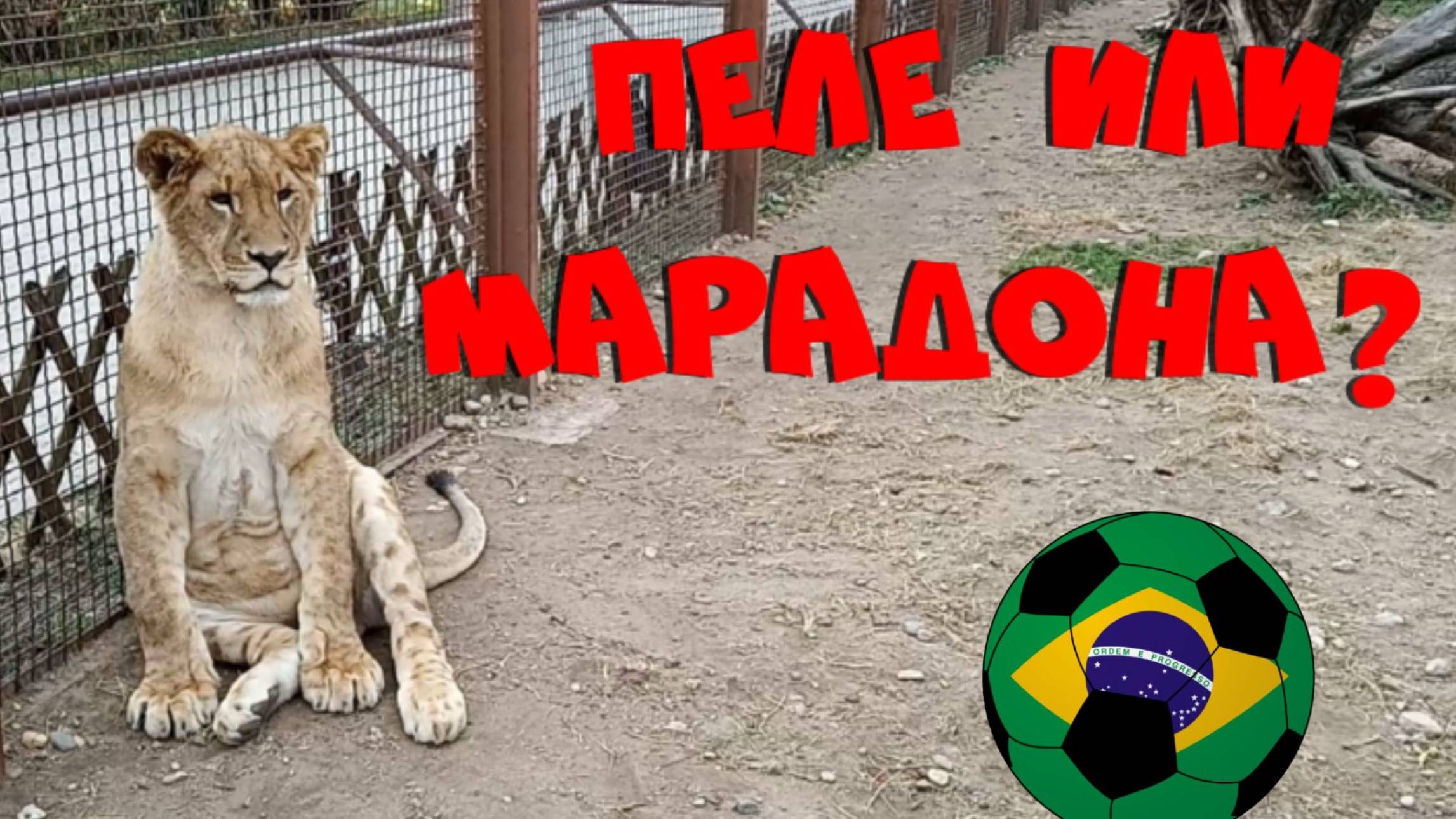 Пеле или это Марадона? ШЕРХАН - футболист. смотреть онлайн