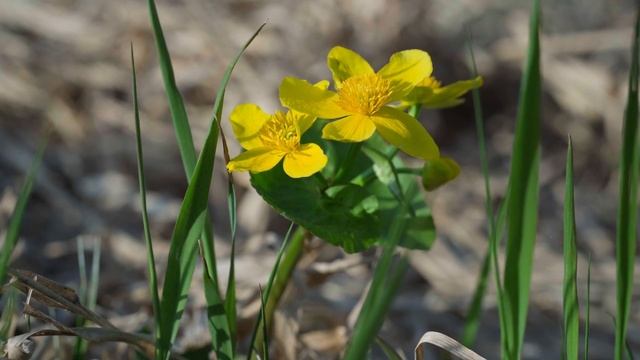 Сайгатино. Весна 2023