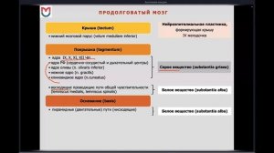 СТВОЛ ГОЛОВНОГО МОЗГА. МОЗЖЕЧОК (ЛЕКЦИЯ ПО АНАТОМИИ)