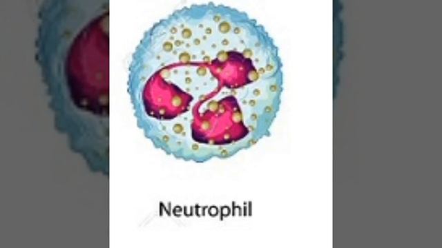 Neutrophil s cells смотреть онлайн