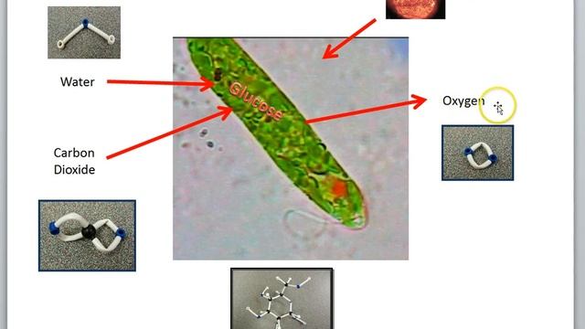 Euglena photosynthesis смотреть онлайн