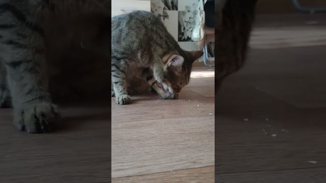 Кот ест мороженое! смотреть онлайн