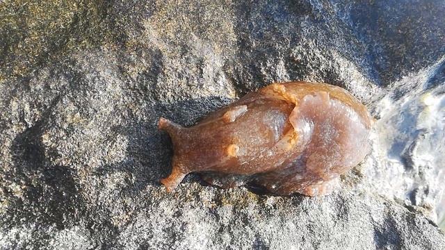 Lumaca di mare - Aplysia vaccaria смотреть онлайн