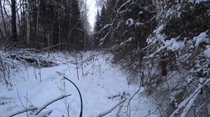 ТРИ ЭСТОНСКИХ ГОНЧИХ и 2 ЗАЙЦА! Охота 10.12.2024