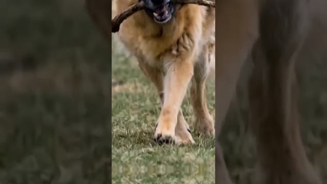 мощь немецкой овчарки# german shepherd#дрессировка#собака смотреть онлайн